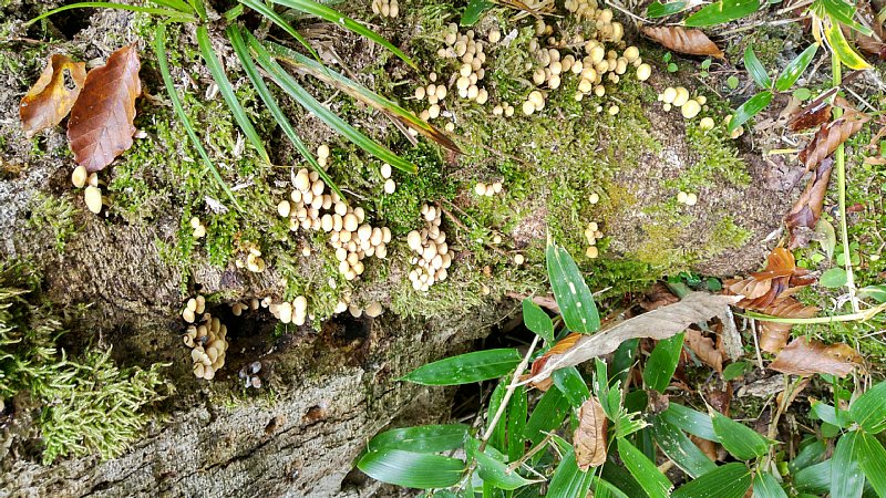 DSC_0934.JPG
