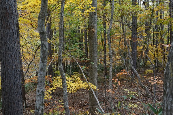 DSC02739.JPG