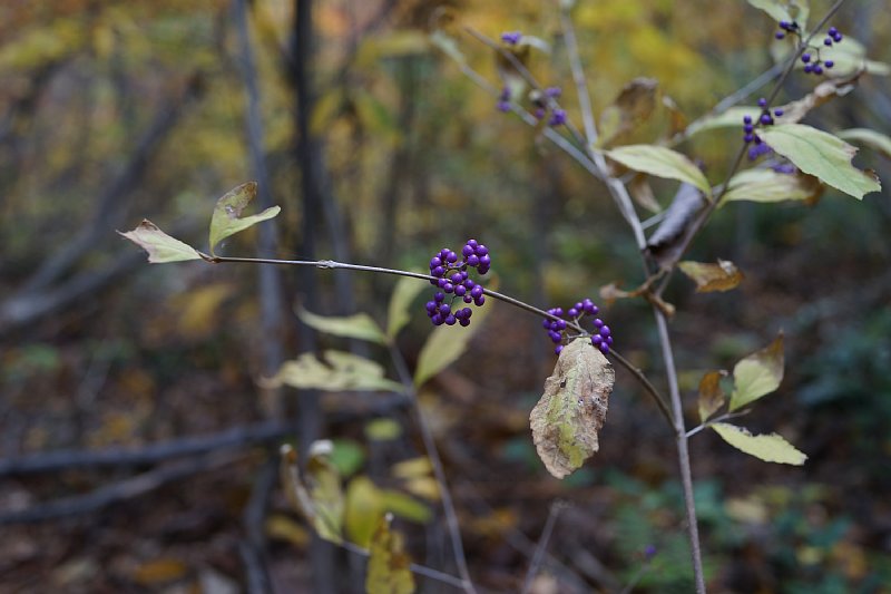 DSC09163.JPG
