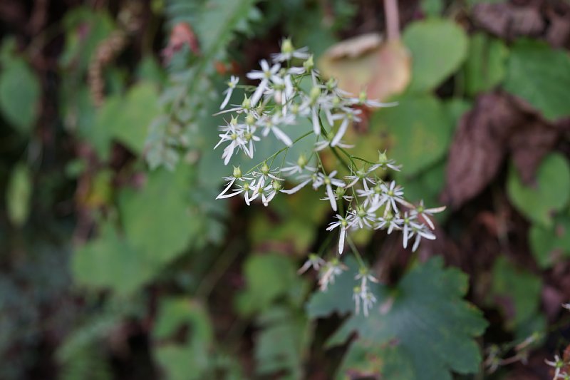 DSC09168.JPG