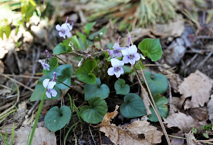 sumire01nagahasi.jpg
