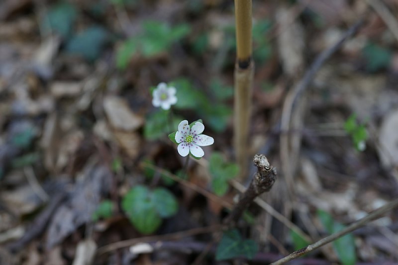 DSC04767.JPG