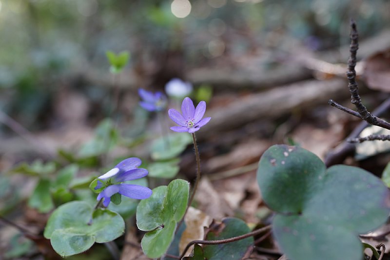 DSC04770.JPG