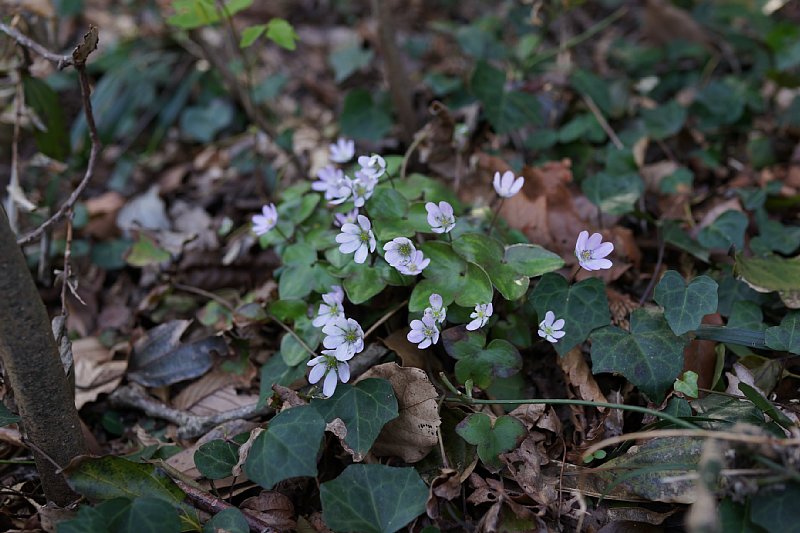 DSC04772.JPG