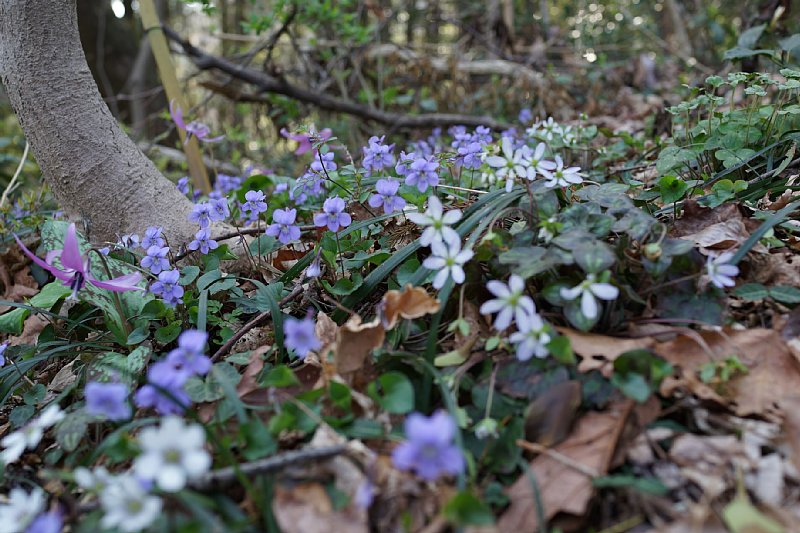 DSC04774.JPG