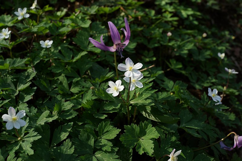 DSC04789.JPG