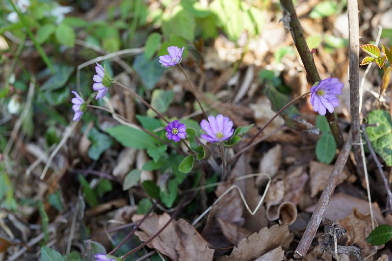 DSC04800.JPG