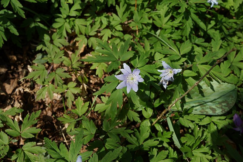 DSC04807.JPG