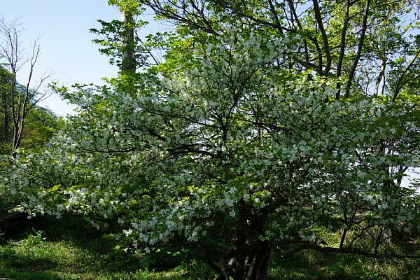 DSC01232.JPG