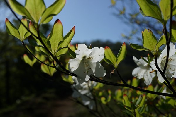 DSC01242.JPG