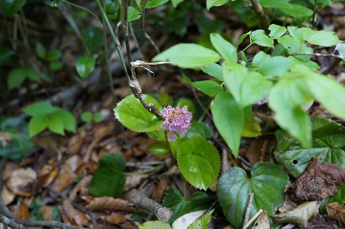 dsc08470.jpg