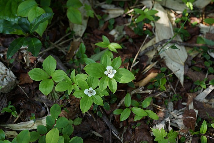 dsc08474.jpg