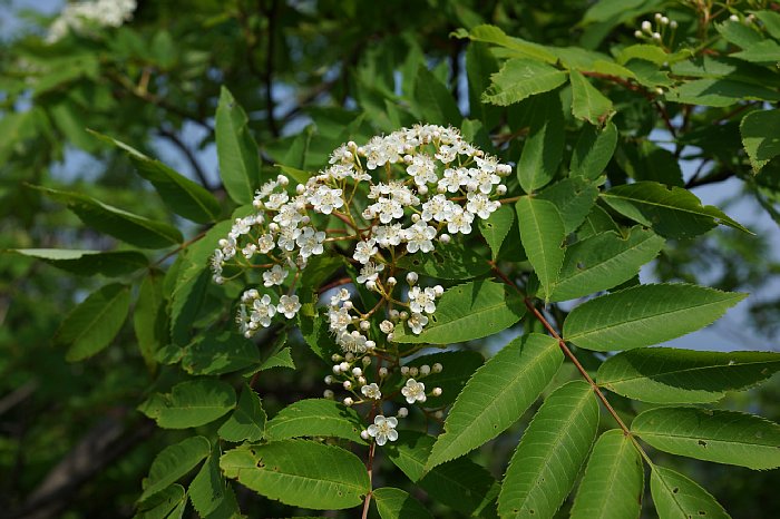dsc08476.jpg