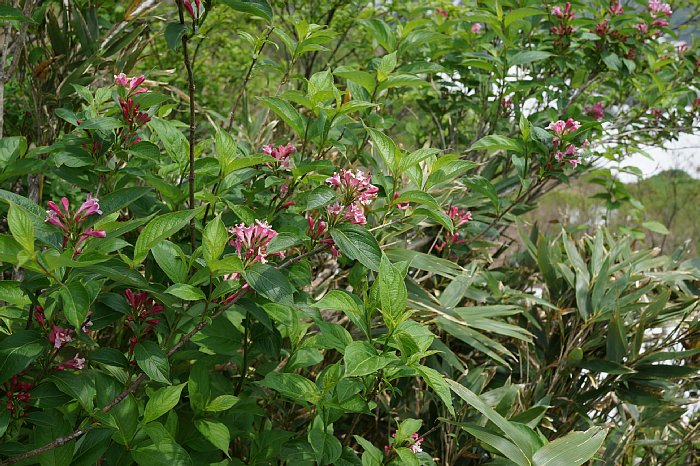 dsc08500.jpg