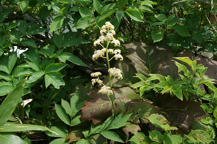 dsc08508.jpg