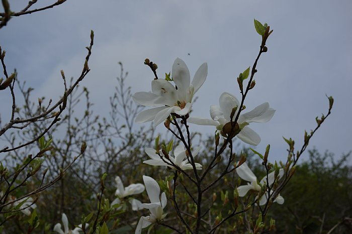 dsc08520.jpg