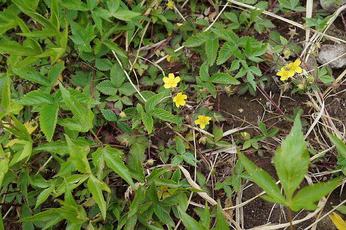 dsc08534.jpg
