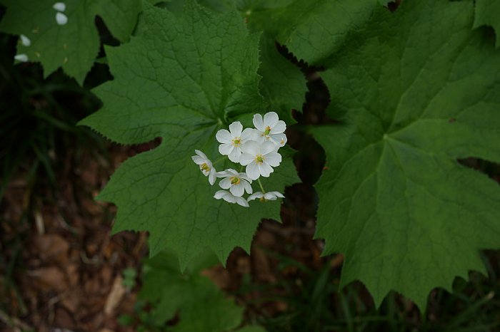 dsc08546.jpg
