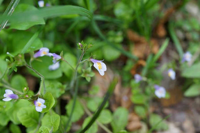dsc08568.jpg