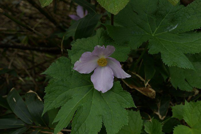 DSC00001.JPG
