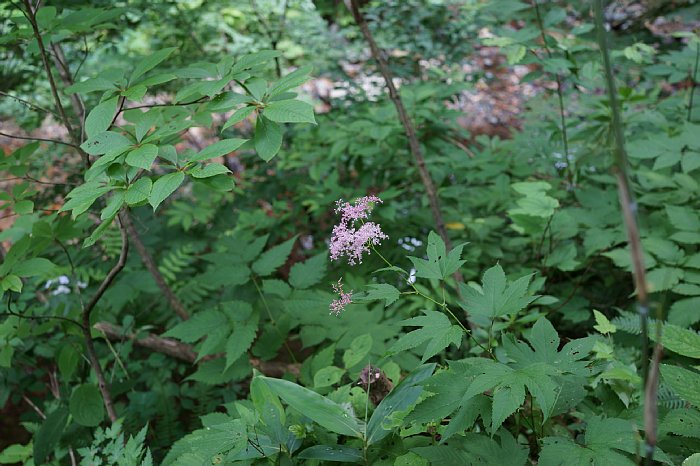 DSC09948.JPG