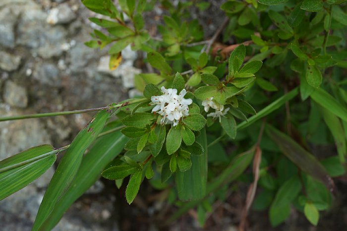 DSC09952.JPG