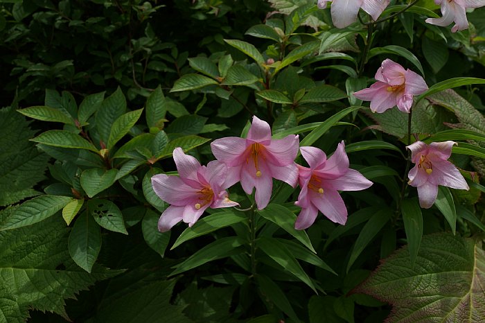 DSC09975.JPG