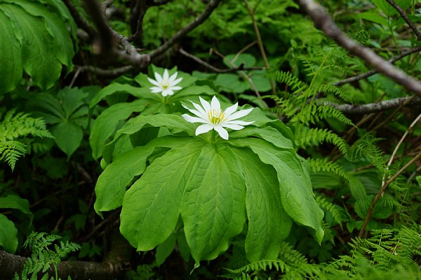DSC03747.JPG