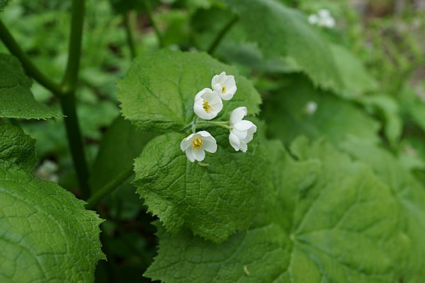 DSC03754.JPG
