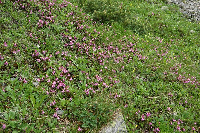 dsc08685.JPG