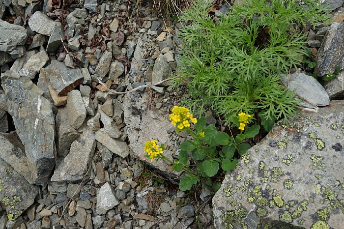 dsc08689.JPG