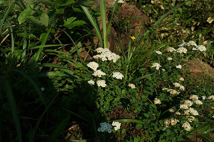 dsc08572.JPG