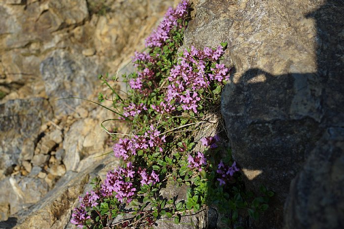 dsc08576.JPG