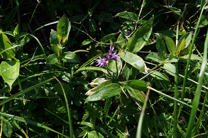 dsc08587.JPG