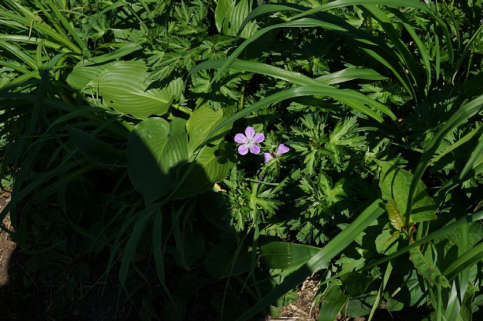 dsc08603.JPG