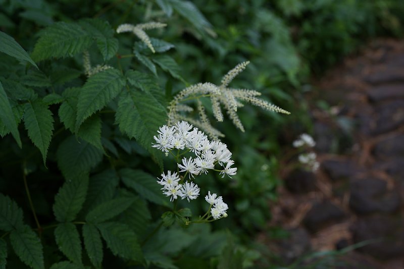 DSC06014.JPG