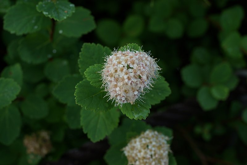 DSC06025.JPG