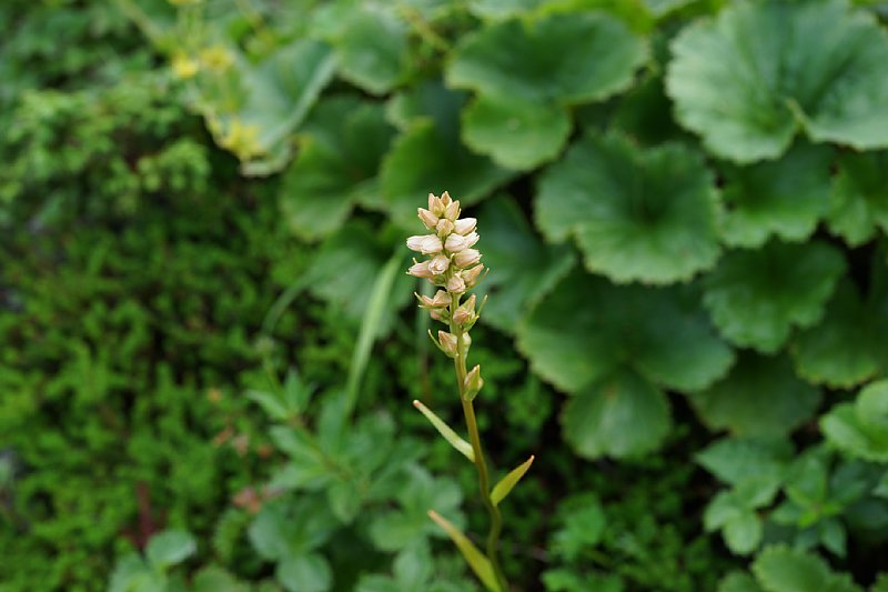 DSC06042.JPG