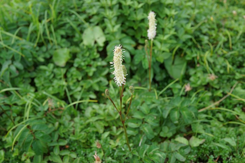DSC06044.JPG