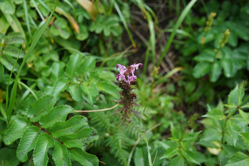 DSC06048.JPG