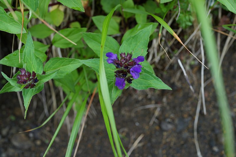 DSC06094.JPG