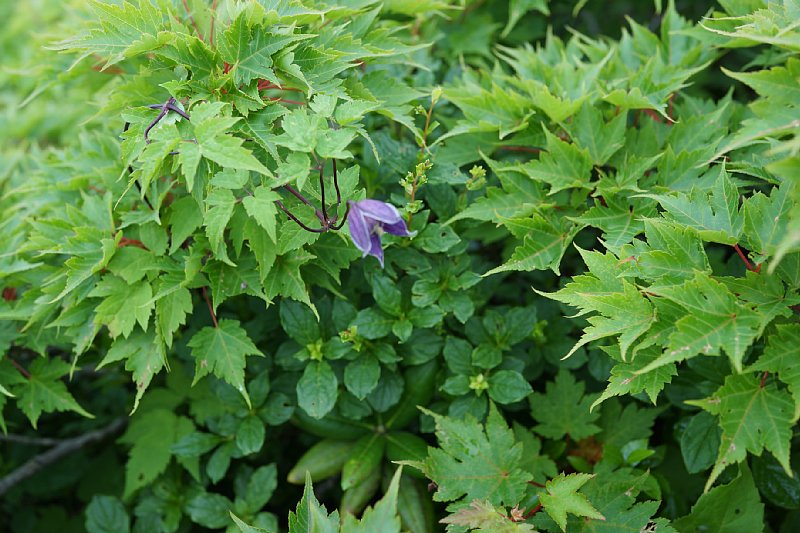 DSC06105.JPG