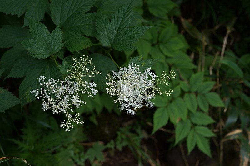 DSC06147.JPG