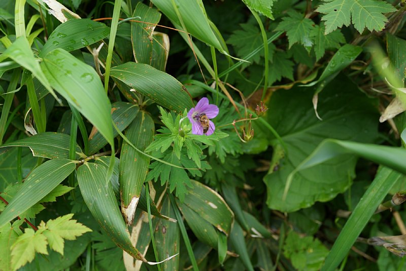 DSC06158.JPG