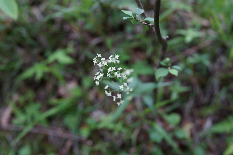 DSC05861.JPG