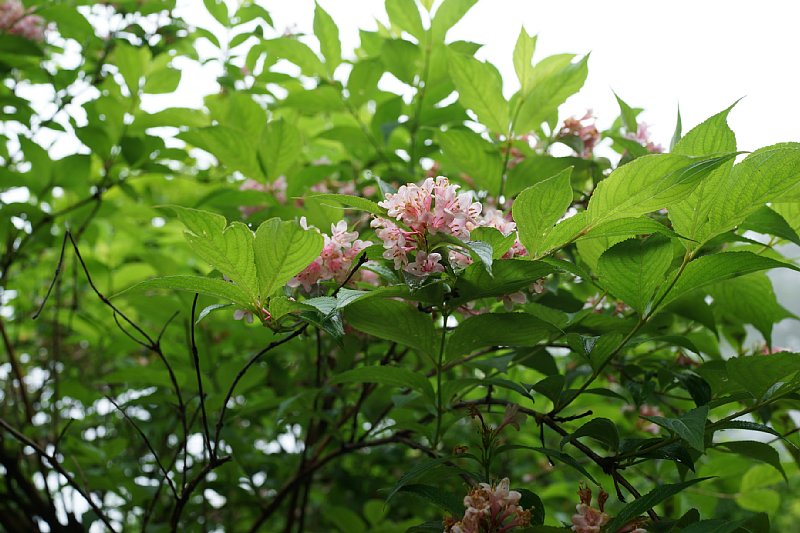 DSC05882.JPG