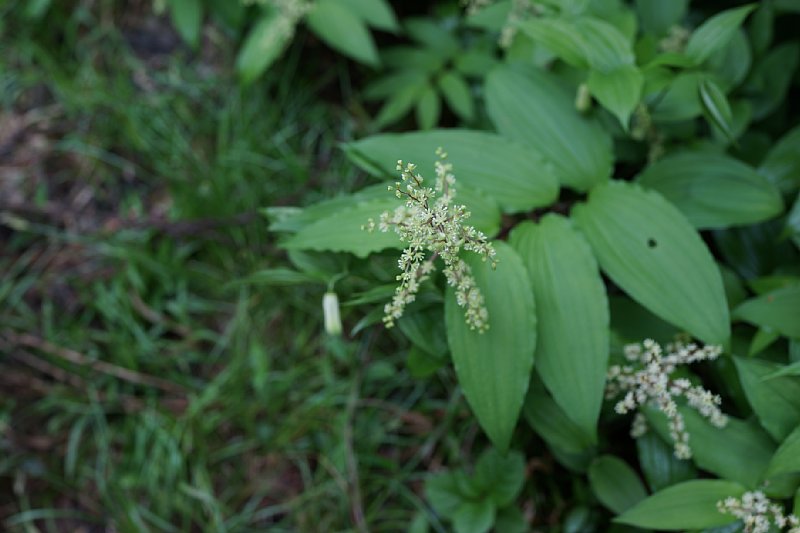DSC05890.JPG