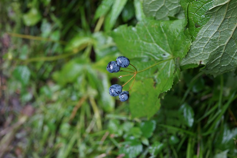 DSC05494.JPG