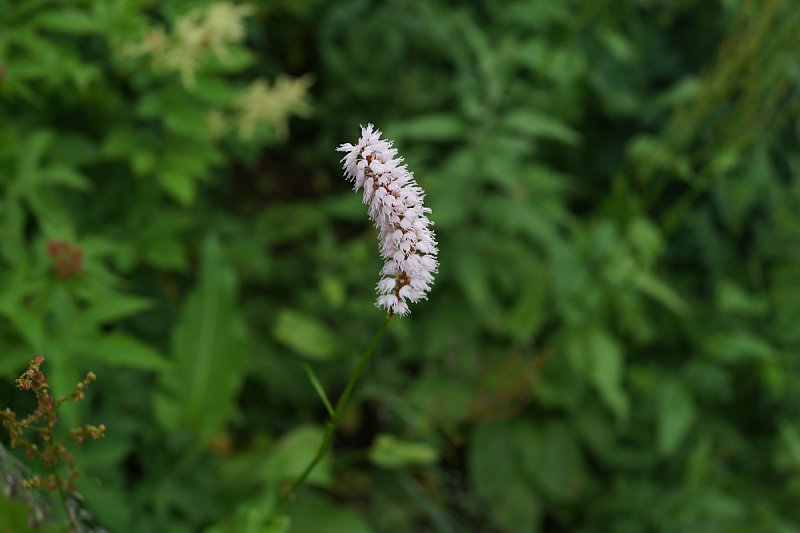 DSC05509.JPG