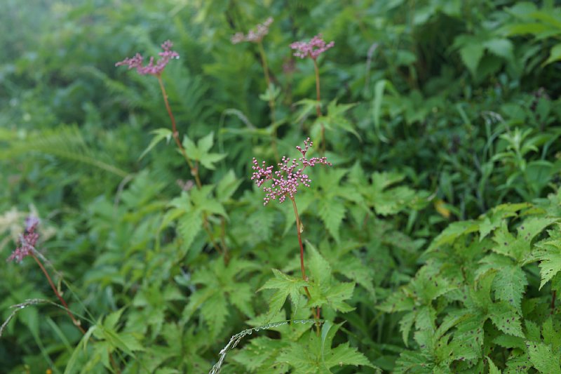 DSC05513.JPG